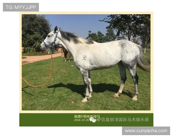菲律宾亚星会员权益全面解析让你了解会员专属优惠与特权
